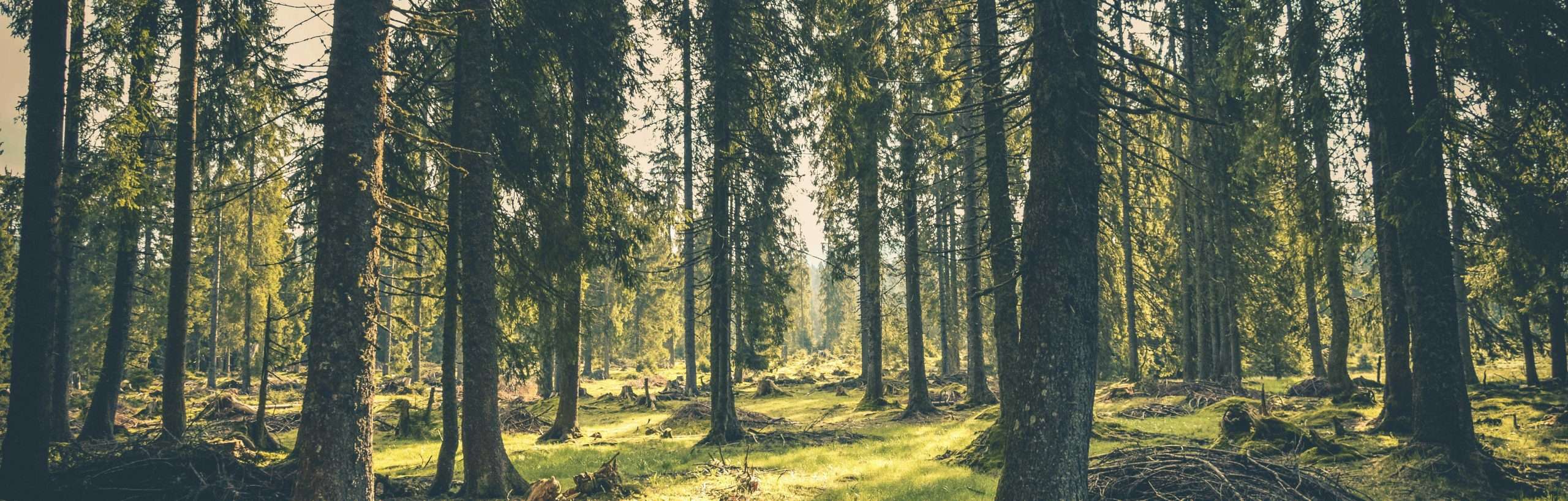 Wald als Entwicklungsraum – Naturerfahrung für Gesundheit, Selbstwert und Persönlichkeitsbildung